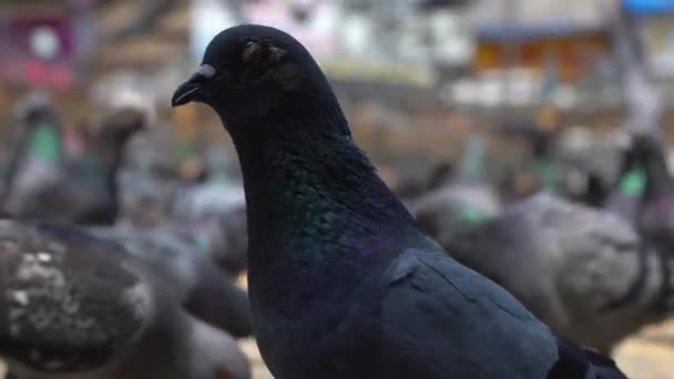 비둘기가 카메라 앞에서 먹이를 모습을 있습니다 — 비디오
