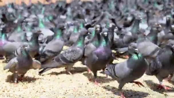 Pigeons Eating Food Group Kabutar Khana Dadar Mumbai India — Stockvideo