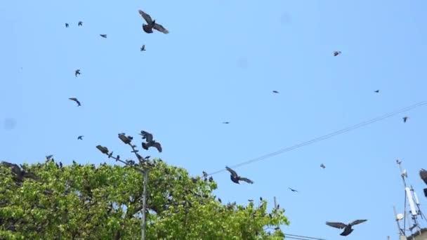 Paloma Volando Libremente Cielo Azul — Vídeo de stock