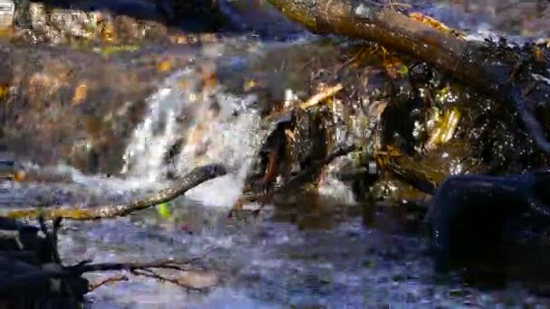 平静的森林里 一条轻柔的小河流过岩石和树枝 — 图库视频影像