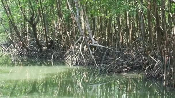 Tiro Médio Mangue Pântano Floresta Com Água Árvores — Vídeo de Stock