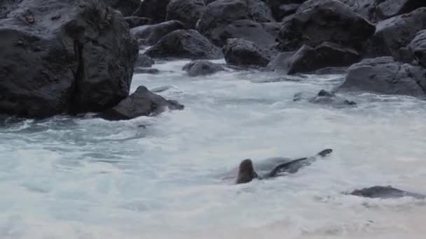 Sea Lion Lounging Beach While Waves Crash San Cristobal Island — ストック動画