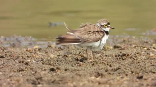 Beautiful Little Ringed Plover Bird Lake — стоковое видео