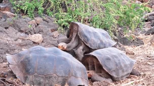 Une Tortue Géante Des Galapagos Reposant Sur Terrain Rocheux Tandis — Video