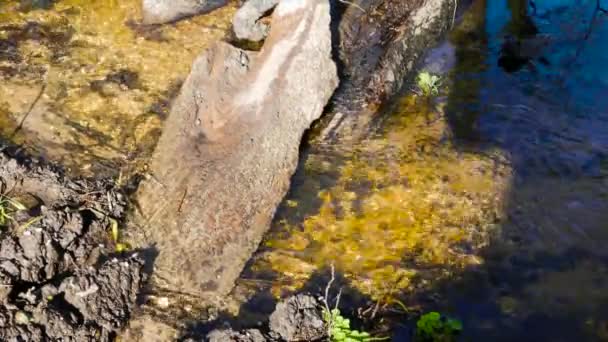 Wasser Fließt Unter Einem Umgestürzten Baum Ruhigen Wald — Stockvideo