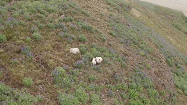 Trio Ovelhas Descansando Entre Lupines Campo Aberto Uma Montanha Rochosa — Vídeo de Stock