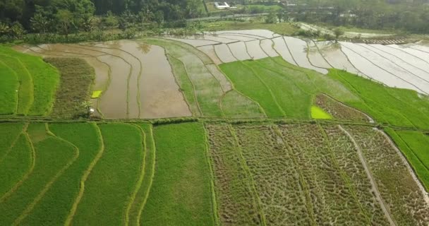 Aerial Drone View Terraced Rice Fields Road Background Characteristic Agricultural — Video Stock