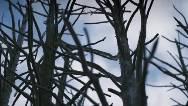 Yapraksız Ölü Ağaçların Engebeli Gövdelerinin Soluk Mavi Gökyüzüne Yakın Çekimi — Stok video