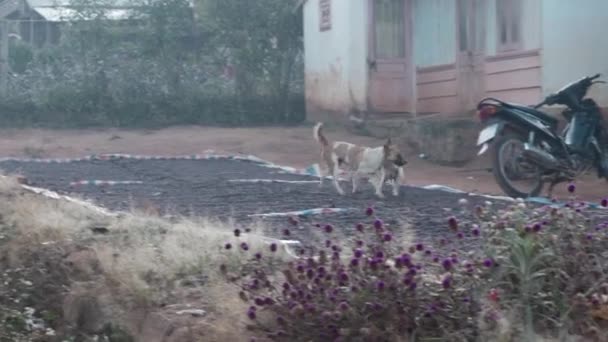 Stray Dogs Running Rural Village Mom Cub Playing Together Vietnam — Stockvideo