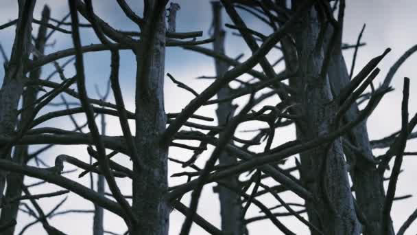 在淡蓝色的天空下 一张无叶枯树的粗壮树干的特写照片 慢动作 向右转 — 图库视频影像
