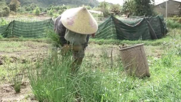 Woman Farmer Harvesting Ripe Rice Hand Rural Environment Handheld Motion — стоковое видео