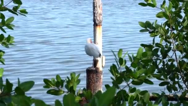 Красивая Уникальная Белая Птица Стоящая Посреди Озера Тампико Мексика — стоковое видео