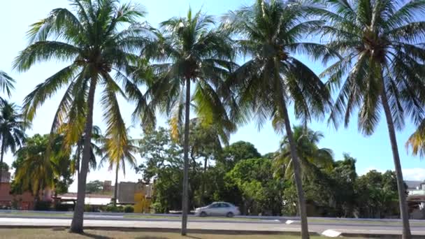 Bilen Passerar Snabbt Motorvägen Tampico Omgiven Palmer Och Blå Himmel — Stockvideo