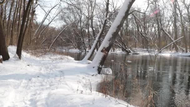 Calm Forest Stream Winter — ストック動画