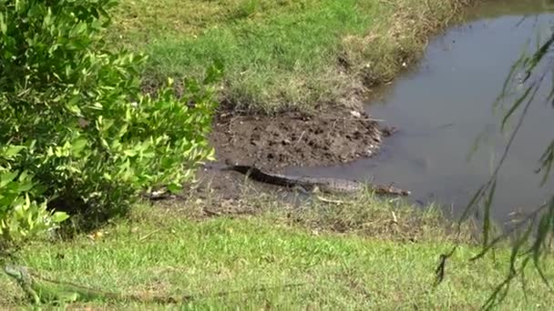 Crocodile Standing Mud Side Lake National Park Tampico — Stock video
