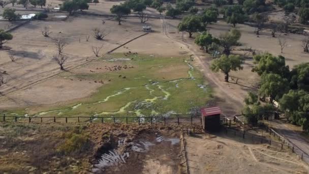 Stor Safari Teotihuacan Mexiko Full Vilda Djur Som Giraff Lejon — Stockvideo