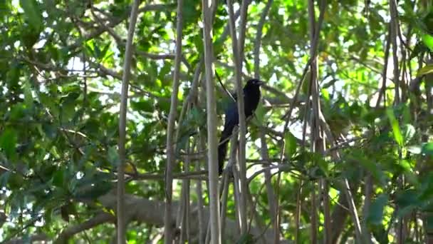 Een Zeldzame Soort Zwarte Vogels Die Signeerden Terwijl Een Boom — Stockvideo