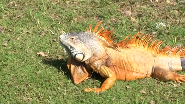 Close Giant Orange Iguanas Standing Front Camera Walking Free Park — Vídeo de stock