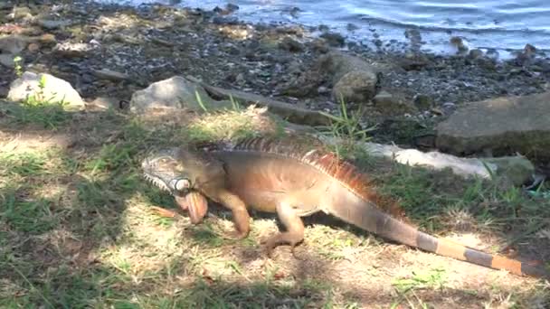 Uma Iguanas Grandes Andando Parque Nacional Tampico México — Vídeo de Stock