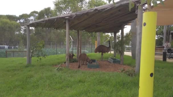 Sidney Hayvanat Bahçesinde Avustralya Kanguruları Devekuşu — Stok video