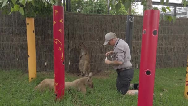 Állattartó Ausztrál Kenguru Etetés Gyógyszer Kiegészítők Kakas — Stock videók