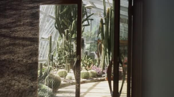 Raam Uitzicht Een Serre Tuin Met Tropische Cactus Groene Natuurlijke — Stockvideo