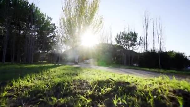 青空に陽射しのある緑の草原公園を歩く屋外生活の古い古代の木に達する — ストック動画