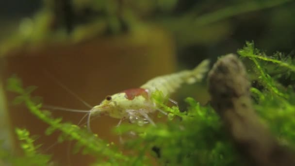 Crystal Red Camarão Camarão Caminha Entre Musgo Para Encontrar Comida — Vídeo de Stock