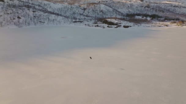 White Tailed Eagle Lands Frozen Snowy Lake Winter Landscape Aerial — Wideo stockowe