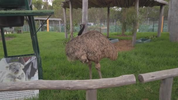 Avestruz Pájaro Detiene Mira Alrededor Del Zoológico Sydney — Vídeos de Stock