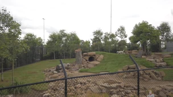 Пёс Дингос Зоопарке Сиднее Австралия — стоковое видео