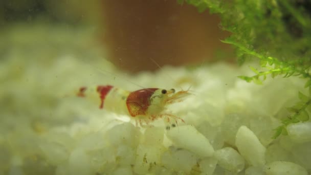 Crystal Red Shrimp Planterade Akvariet Närbild Makro — Stockvideo