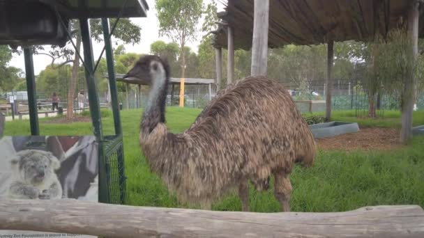 Ostrich Bird Sydney Zoo Close — Vídeos de Stock