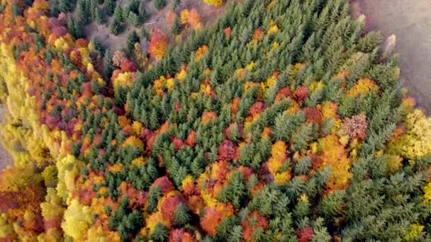 Осенний Вид Лес Сверху Цветные Деревья Горах Апушень — стоковое видео