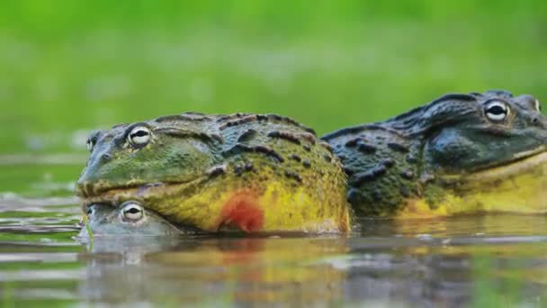 African Bullfrog Mating River Central Kalahari South Africa Close — Stock Video