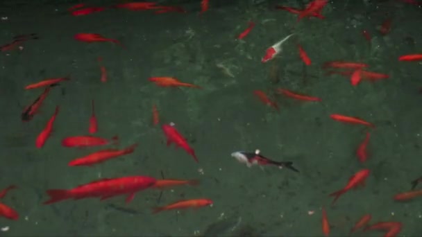 School Van Rode Vis Ademhaling Buurt Van Waterinlaat Van Het — Stockvideo