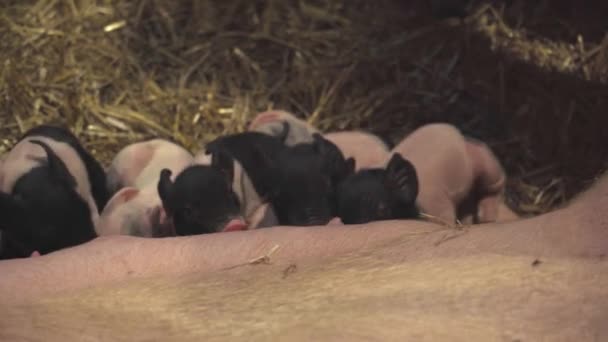 Close Piglets Suckling Sow — Vídeo de stock