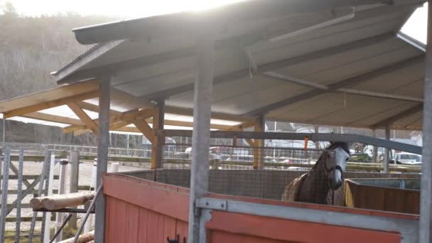 好奇的马在庇护所里走来走去 — 图库视频影像