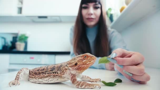Young Woman Feed Green Salad Lizard Pet Domestic Environment Close — Video