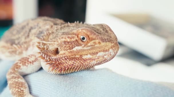 Extreme Close Bearded Dragons Pet Lizards Standing Human Shoulder Domestic — Vídeo de Stock