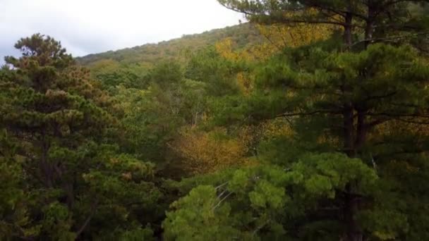 Pluma Aérea Abajo Follaje Colorido Del Árbol Bosque Otoñal Denso — Vídeos de Stock