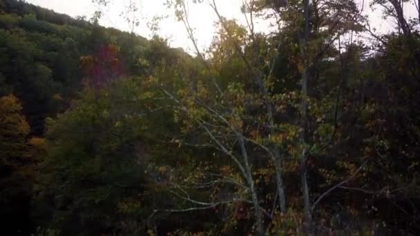 Drone Footage Rising Treeline Woods Sun Setting Canyon Walls Pennsylvania — Vídeo de Stock