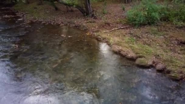 Aerial Drone Footage Rising Nature Scene Gentle Flowing Stream Lush — Stockvideo