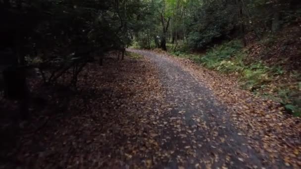 Uma Caminhada Longo Uma Caminhada Natureza Folha Coberta Trilha Através — Vídeo de Stock