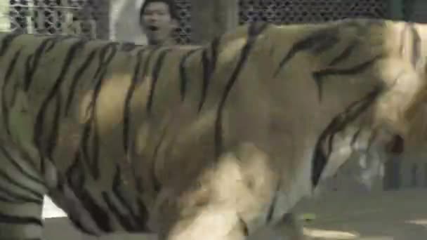 Grande Tigre Corre Joga Como Guarda Zoológico Joga Manter Afastado — Vídeo de Stock