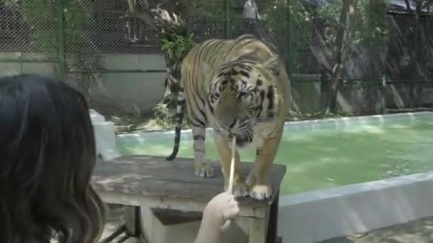 Woman Feeds Fully Grown Tiger Zoo Thailand 4K60 — Stock video