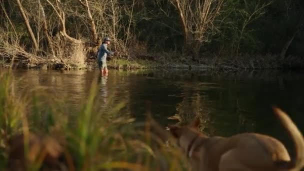 ブラウン犬ジャンプで水と水泳に上に男性フライフィッシャースタンディングでストリームキャスティング彼のロッドでスローモーション — ストック動画