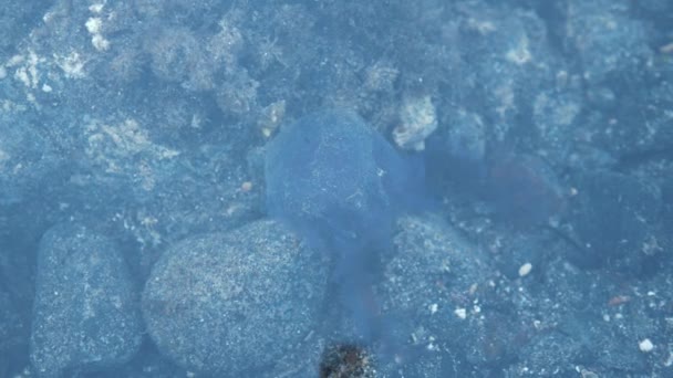 Small Jellyfish Shallow Water Pelagia Noctiluca — Stockvideo