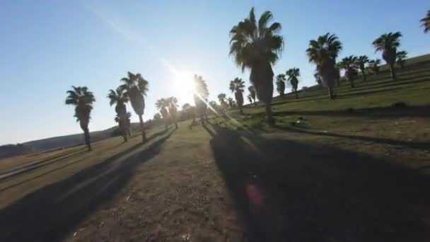 Fpv Drone Flying Beautiful Field Palm Trees Mediterranean Countryside — Vídeos de Stock