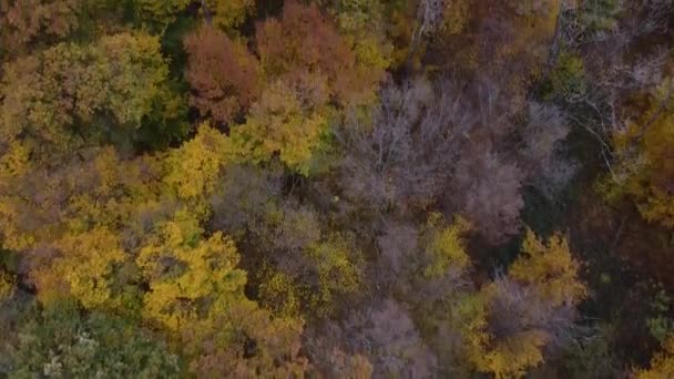 Drone Shot Facing Moving Forwards Autumn Forest Canopy Warm Colours — Stockvideo